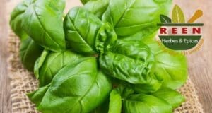 reen herbes epices basilic