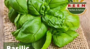 Les bienfaits du Basilic