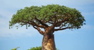 Baobab