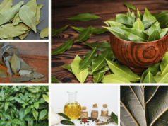 Les bienfaits du laurier : c’est est une plante aromatique qui est couramment utilisée … Les bienfaits du Laurier